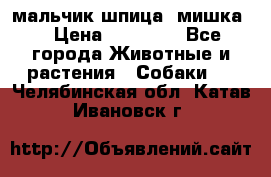 мальчик шпица (мишка) › Цена ­ 55 000 - Все города Животные и растения » Собаки   . Челябинская обл.,Катав-Ивановск г.